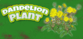 DandelionPlant-feature