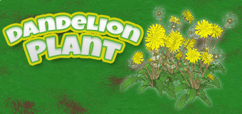 Add some Dandelion Plants to your garden!