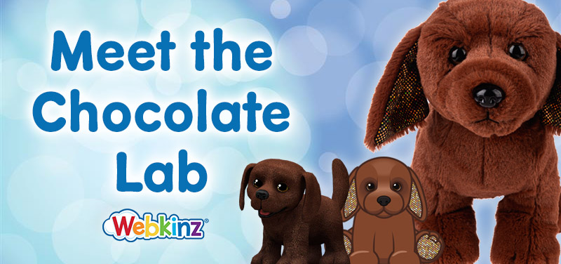 Meet the Chocolate Lab_Feature