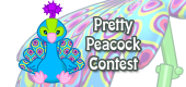 pretty peacock contest1
