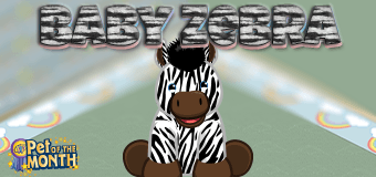 Adopt a Baby Zebra in April!