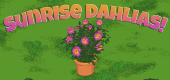 SunriseDahlia-feature