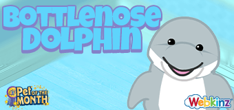 Adopt a Bottlenose Dolphin in June!