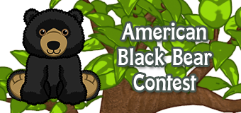 american black bear contest american black bear contest