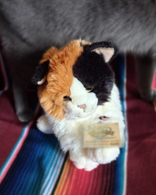 signature-marble-cat