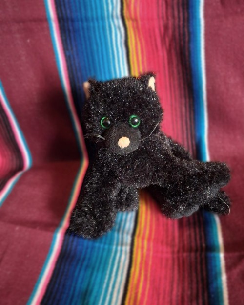 black-cat
