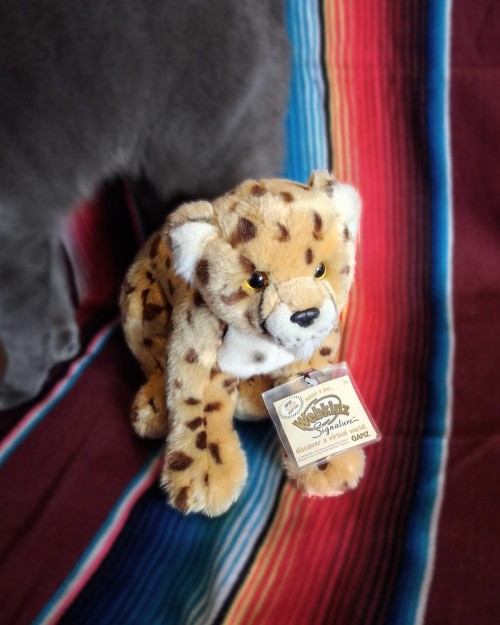 signature-cheetah