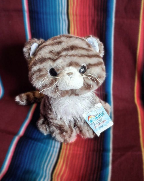 grey-taby-cat