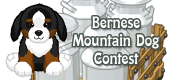 bernese mountain dog contest