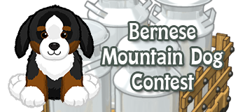 bernese mountain dog contest