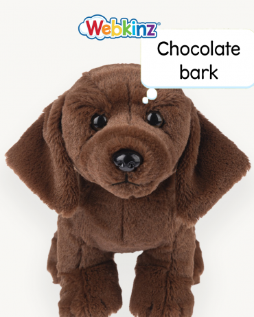 chocolate lab