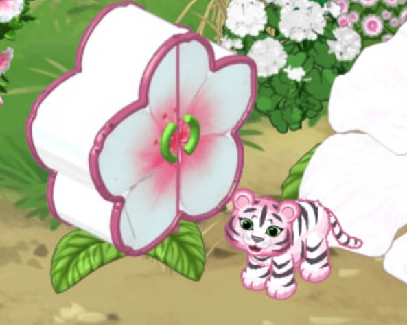 Hibiscus Tiger Cub