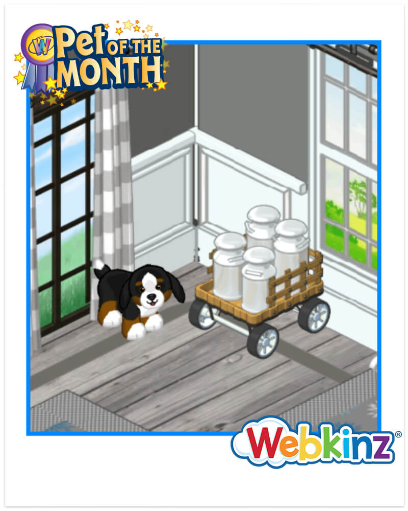 `ARTICLE-potm-BerneseMountainDog870