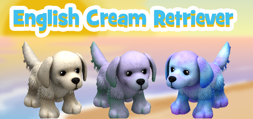 english-cream-retriever-feature