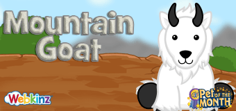 Adopt a Mountain Goat in September!