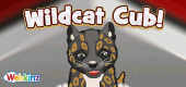 WildcatCub-feature