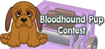bloodhound pup contest bloodhound pup contest