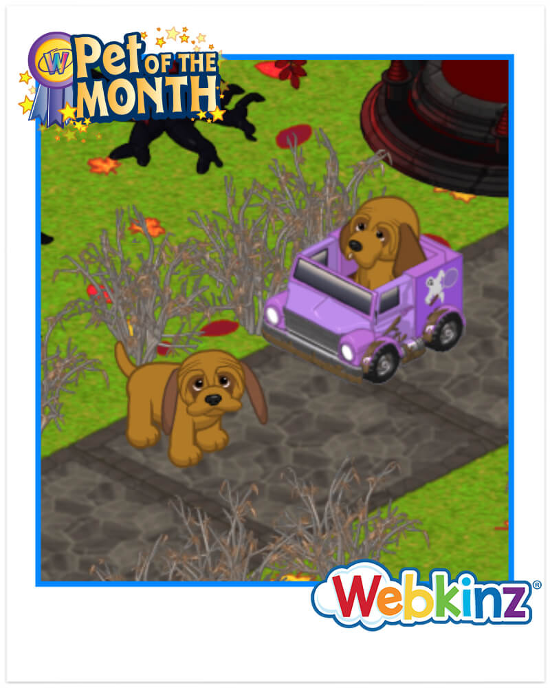 `ARTICLE-POTM-Bloodhound-Pup