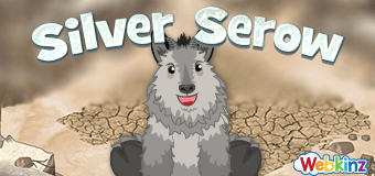 The Silver Serow has arrived in Webkinz World!